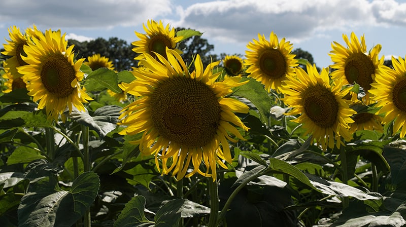 heal-sunflower4